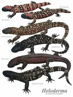 an image of lizards in different colors