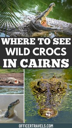 where to see wild crocs in cabins and other places around the world that you can't miss