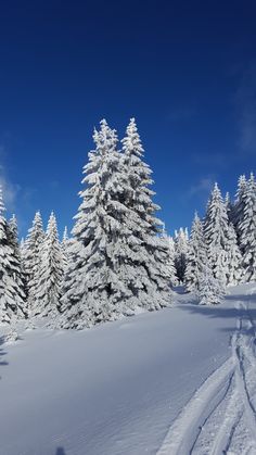 snow covered pine trees and tracks in the snow on a sunny day with blue sky