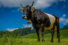 a black and white cow standing on top of a lush green field under a blue sky