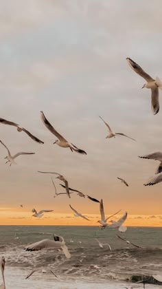 a flock of seagulls flying over the ocean at sunset