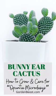 a small cactus in a white pot with the words bunny ear cactus on it