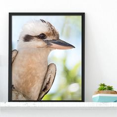 there is a bird that is sitting on the shelf