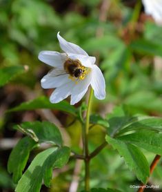 a white flower with a bee sitting on it's center surrounded by green leaves