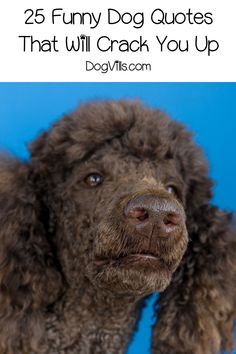 Funny Dog Quotes Signs, Dog Training Quotes Funny, Poodle Quotes Funny, Me And My Dog Quotes Funny, Cute Dog Quotes Short, Dog Sayings Quotes, Poodle Quotes, Dogs Sayings, Funny Quotes About Dogs