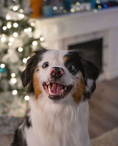 a dog sitting in front of a christmas tree with its mouth open and tongue out