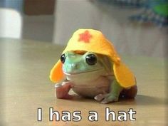 a frog wearing a yellow hat with the words i has a hat on it's head