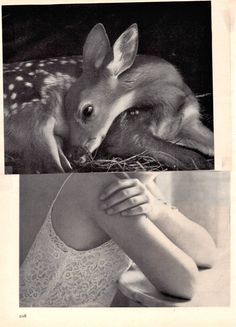 an old black and white photo of a baby deer laying on top of a woman's shoulder