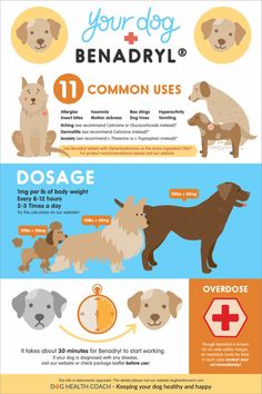 an info poster showing the different types of dogs and how they are used to treat them