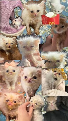 many kittens are shown in this collage with different colors and sizes on them