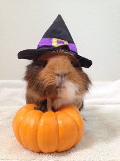 a guinea pig wearing a witches hat sitting on top of a pumpkin