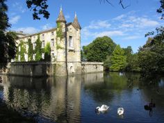 two swans swimming in the water near a castle