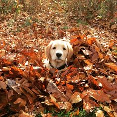 a golden retriever dog is laying in the leaves and looking up at the camera