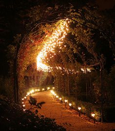 a path that is lit up with lights in the dark, surrounded by trees and bushes