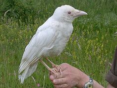 a white bird sitting on top of a person's hand