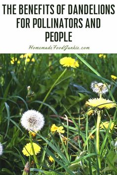 the benefits of dandelions for pollnations and people