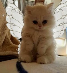 a small kitten sitting on top of a bed next to a mirror and angel wings