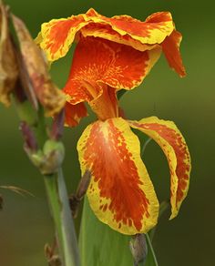 an orange and yellow flower with green stems