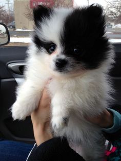 a small black and white dog is being held in the car