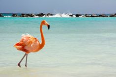 a flamingo standing in shallow water on the beach