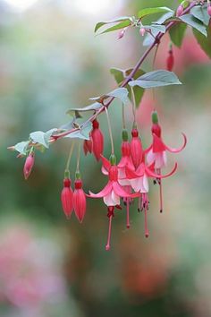 pink flowers hanging from a tree branch in front of green leaves and blurry background