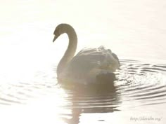 a swan is swimming in the water at sunset