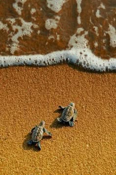 two baby turtles are walking on the sand at the beach with an inspirational quote above them