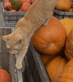 an orange cat standing on top of a wooden crate filled with pumpkins