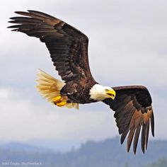 an eagle flying in the air with its wings spread out and it's talon extended