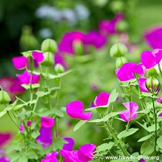 purple flowers are blooming in the garden