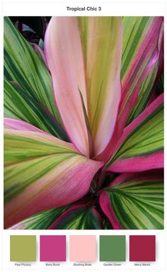 tropical chic 3 color palette with pink, green and yellow leaves in the center