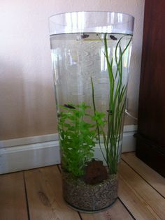 an aquarium filled with water and plants on top of a wooden floor next to a wall