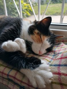 a black, white and orange cat sleeping on top of a blanket next to a window