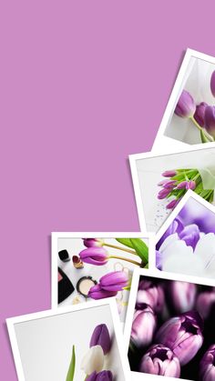 several pictures of purple and white tulips on a pink background