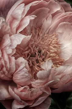 a large pink flower is blooming in the middle of it's budding