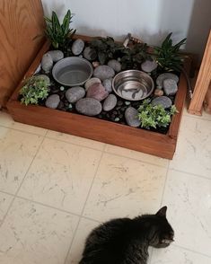 a cat is sitting on the floor next to some rocks and water in a bowl