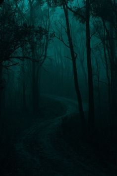 a dark forest filled with lots of trees and dirt road in the middle of it