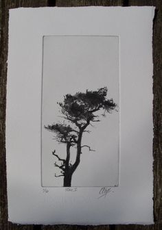 a black and white photo of a tree on a wooden surface with the image taken from below