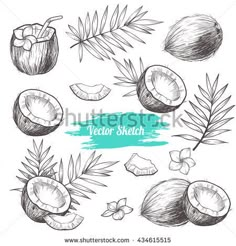 sketched coconuts and leaves on a white background