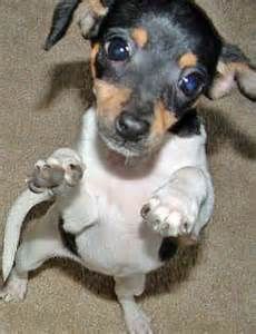 a small black and brown dog standing on its hind legs with it's paws in the air