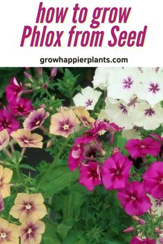 purple and white flowers with text overlay how to grow phlox from seed