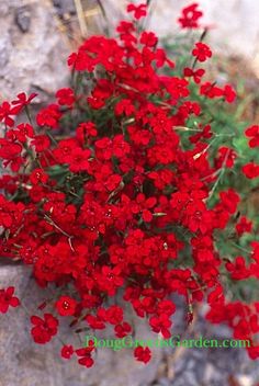 small red flowers growing out of the rocks