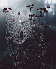 a spider web on top of a plant in the middle of some foggy forest