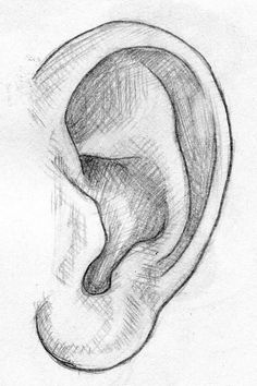 a pencil drawing of an ear