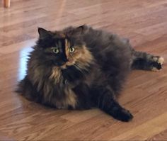 a long haired cat laying on the floor