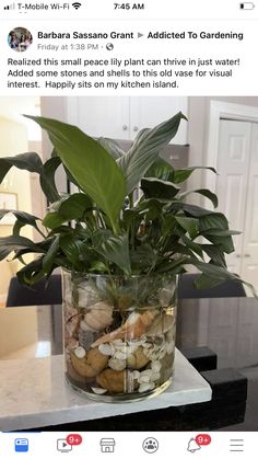 a glass jar filled with rocks and plants on top of a counter next to a phone