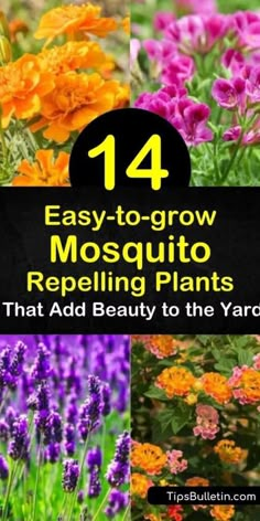 Plants That Repel Flies, Mosquito Repellent Plants, Insect Repellent Plants, Diy Mosquito Repellent, Plants That Repel Bugs, Mosquito Plants, Mosquito Repelling, Tattoo Plant, Repellent Plants