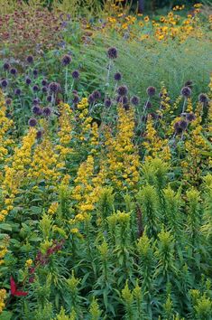 many different types of flowers in a garden