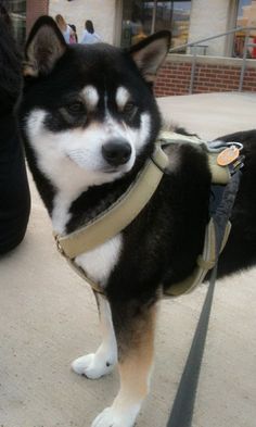 a black and white dog wearing a harness