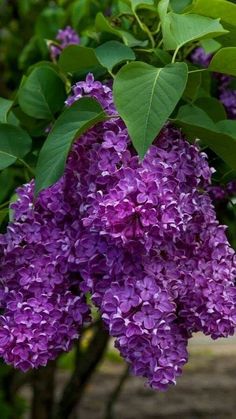 Washington Lilacs, Whimsy Garden, Beautiful Purple Flowers, Lilac Bush, Purple Poppies, Heart Flowers, Afternoon Sun